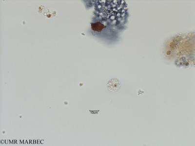 phyto/Bizerte/bizerte_bay/RISCO November 2015/Alexandrium minutum (ancien Peridiniella danica-Alexandrium sp8-Baie_T5-C1-Alexandrium-3).tif(copy)_thumb.jpg